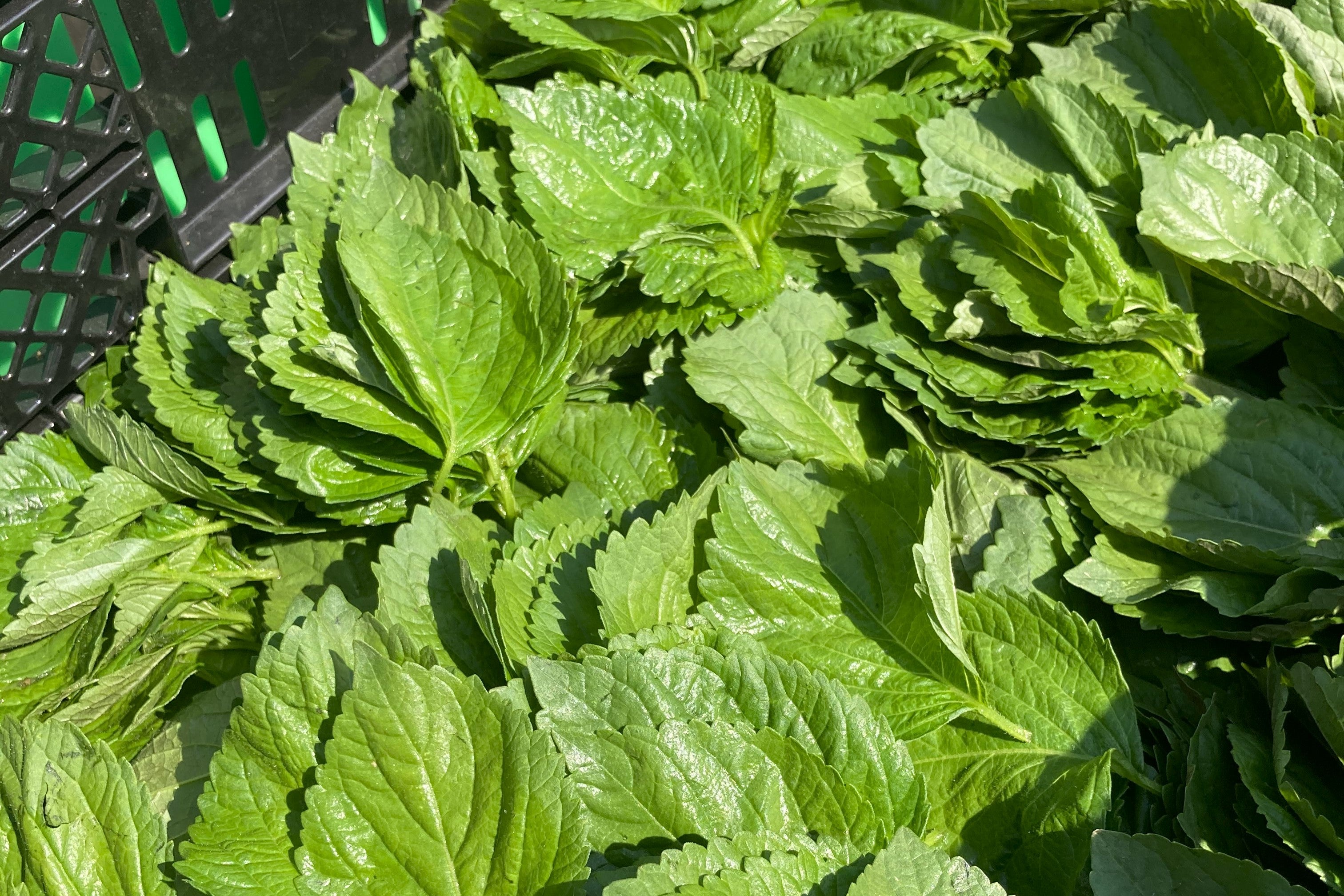 元祖恵比寿餃子とファーム餃子３種 【 全４種ハーフセット 】（60個入り）【送料無料】