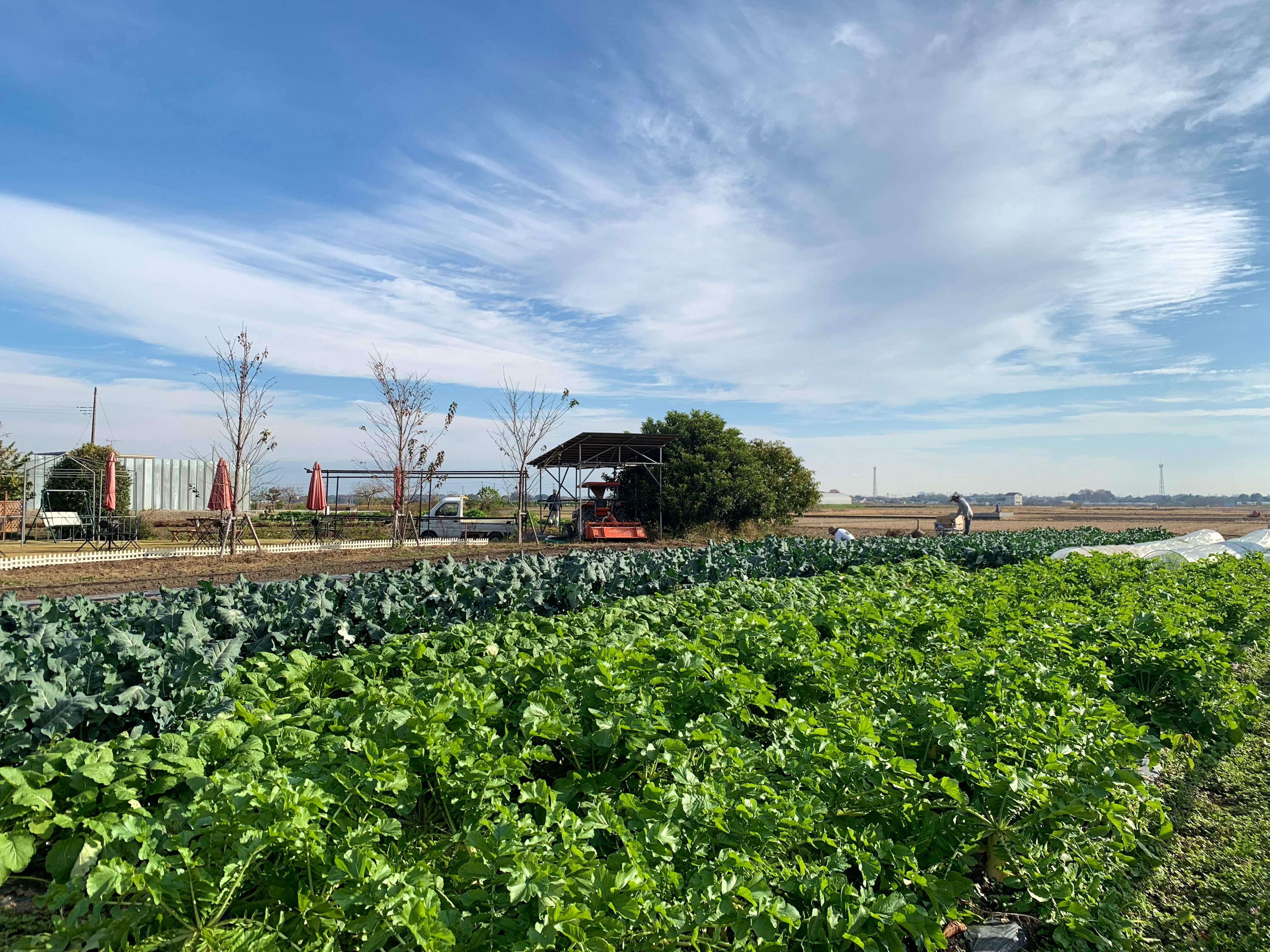 元祖 恵比寿餃子＆国産野菜餃子<br>ハーフ＆ハーフ<br>（30個入り）